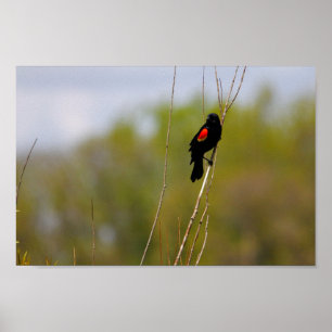 Poster Blackbird de asa vermelha