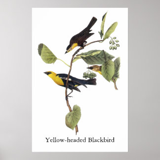 Poster Blackbird - John Audubon, cabeça amarela