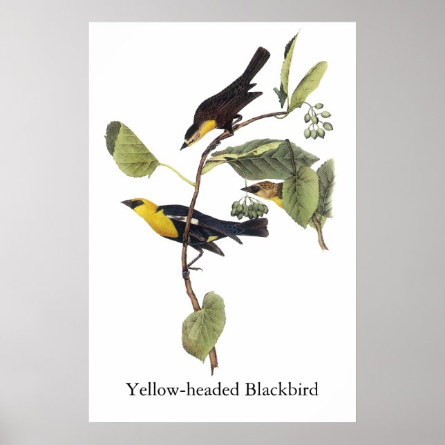 Poster Blackbird - John Audubon, cabeça amarela (Frente)