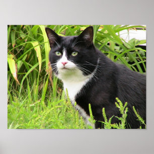 Póster Blackie no alerta