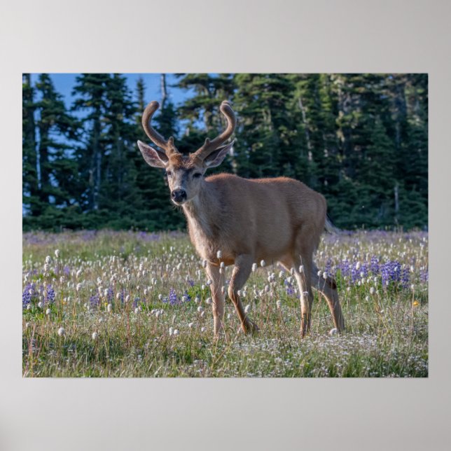 Poster Blacktail Deer Buck | Parque Nacional da Olimpiada (Frente)