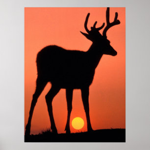 Poster Blacktail ou Mule Deer Parque Nacional da Olimpi