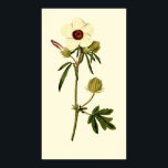 Poster Bladder Hibiscus, Veneza Mallow<br><div class="desc">Ilustração botânica vítrea para impressões poster para decoração domiciliar. Crie uma bela série de florais para sua casa ou apartamento.</div>