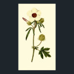 Poster Bladder Hibiscus, Veneza Mallow<br><div class="desc">Ilustração botânica vítrea para impressões poster para decoração domiciliar. Crie uma bela série de florais para sua casa ou apartamento.</div>