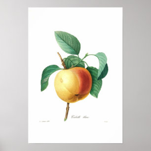 Póster Blanc de Apple 'Calville
