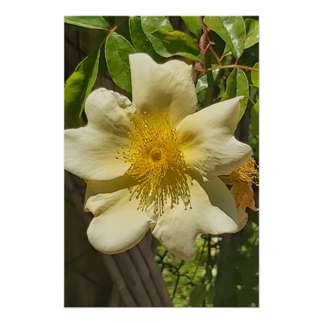 Póster Blanca flor  (Frente)