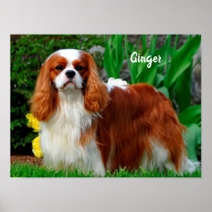 Poster Blenheim Cavalier King Charles Spaniel Puppy Dog P