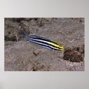 Poster Blenny