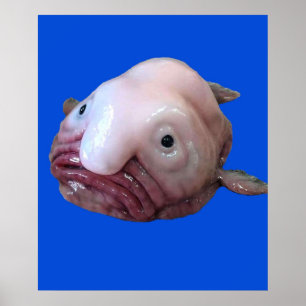 Poster Blob Fish