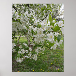 Poster Blocos de Blossomas