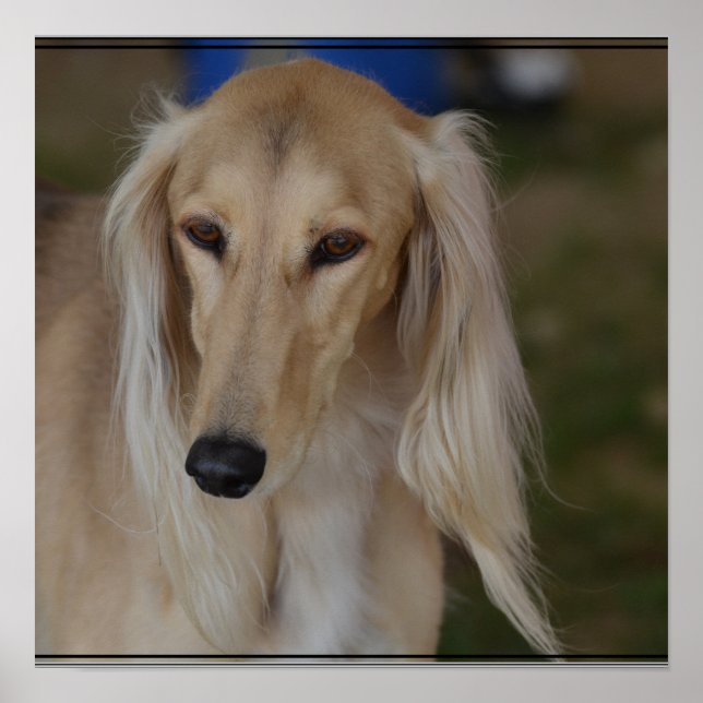 Póster Blonde Saluki Dog (Frente)