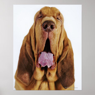 Poster Bloodhound (cão do St. Hubert) com olhos fechados