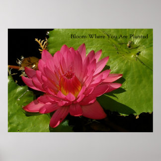 Poster Bloom