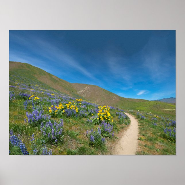 Poster Bloom de Primavera no alto deserto (Frente)