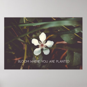 Poster Bloom Onde você está plantado