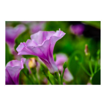 Bloom Roxo Elegante em foco