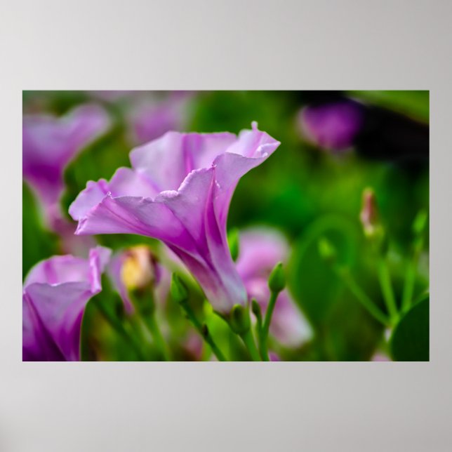 Poster Bloom Roxo Elegante em foco (Frente)