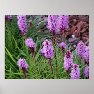 Póster Blooming