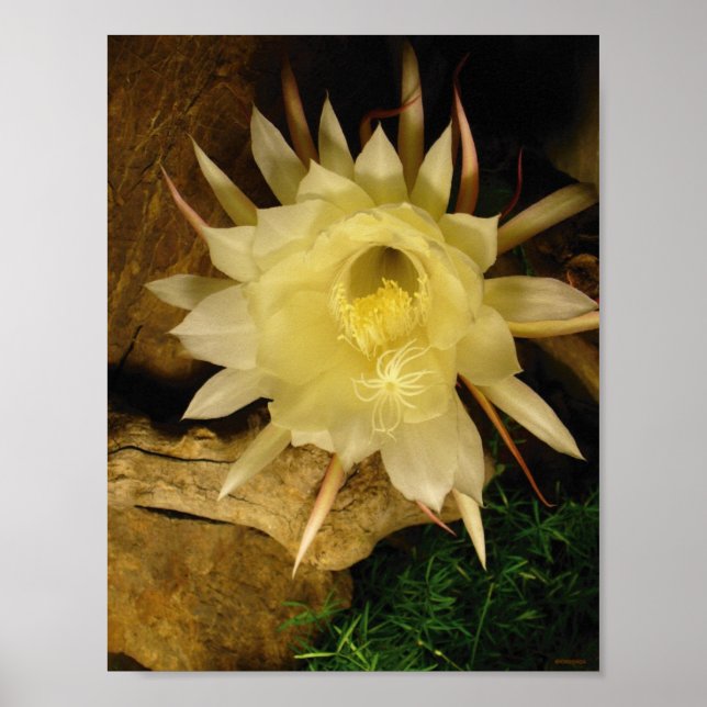 PÓSTER BLOOMING CEREUS NOTURNOS (Frente)