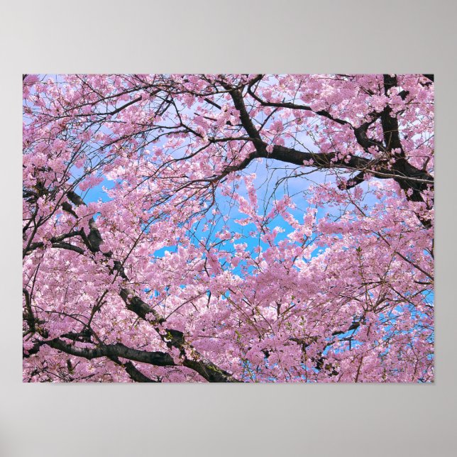 Poster Blooming Cherry Blossoms (Frente)