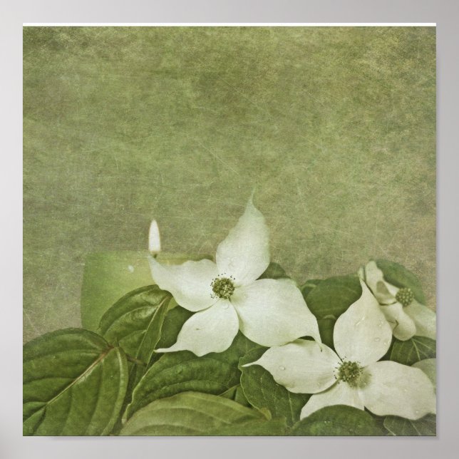 Póster Blooming Dogwood (Frente)