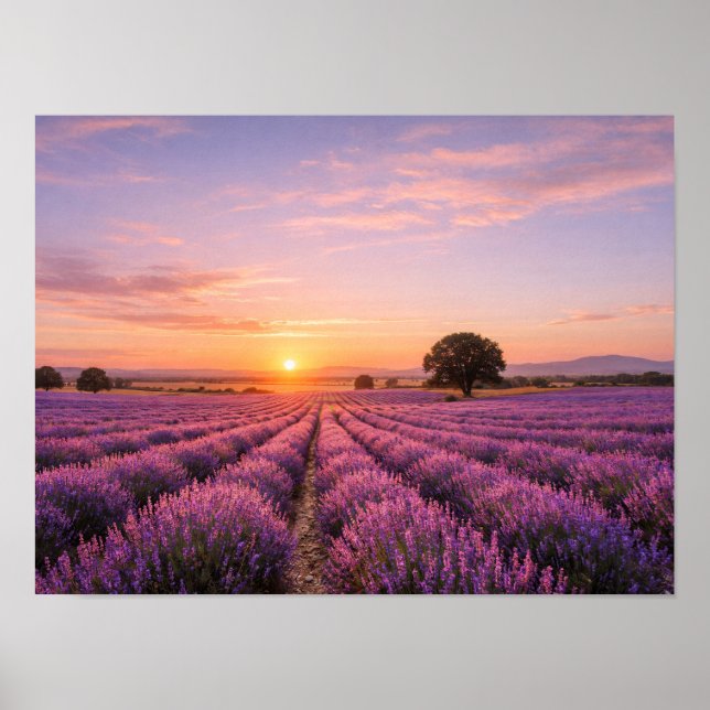 Poster Blooming Lavender Field at Golden Sunset Provence  (Frente)