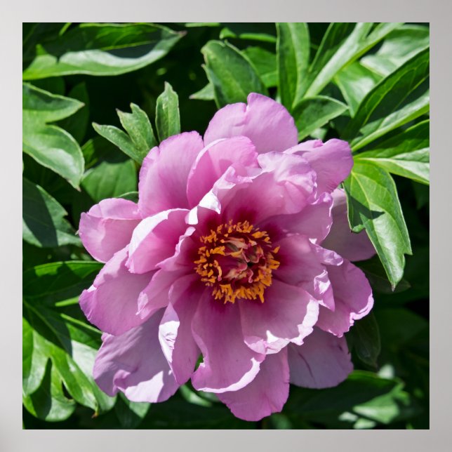 Poster Blooming Peony (Frente)