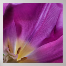 Poster Blooming Purple Tulip Print
