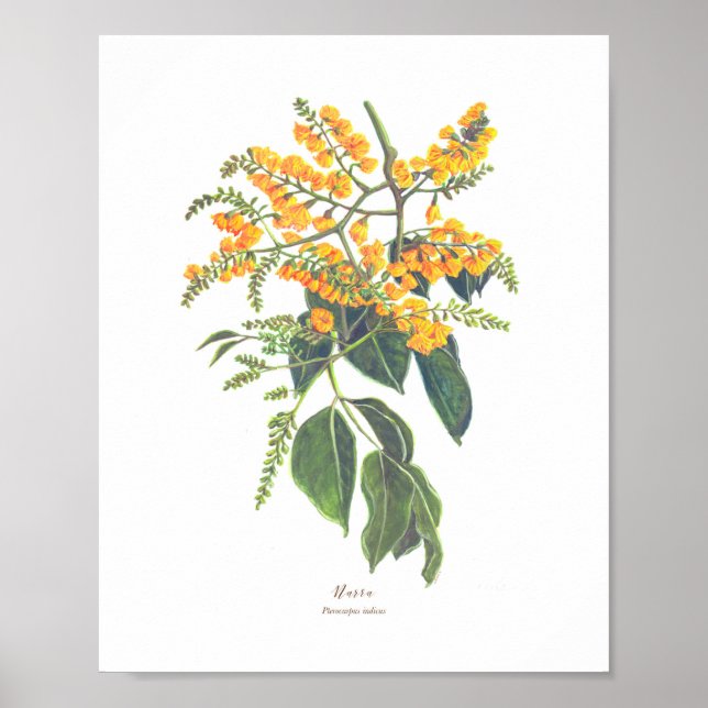 Poster Blooms de Florestas de Ph Narra (Pterocarpus indic (Frente)