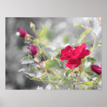 Blooms de rosas vermelhas do Verão