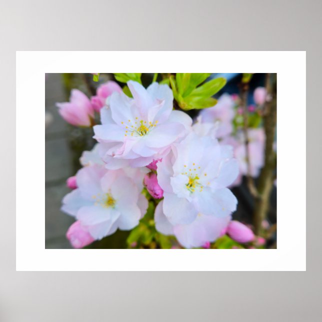 Poster Blossom  (Frente)