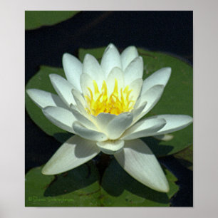 POSTER BLOSSOM DE LOTUS BRANCO/FECHAMENTO/FOTOGRAFIA.