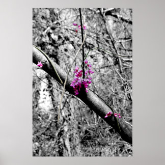 Poster Blossomas 2