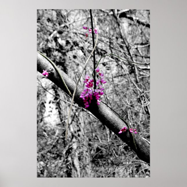 Poster Blossomas 2 (Frente)