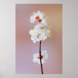 Poster Blossomas Apricot Japoneses Adoráveis