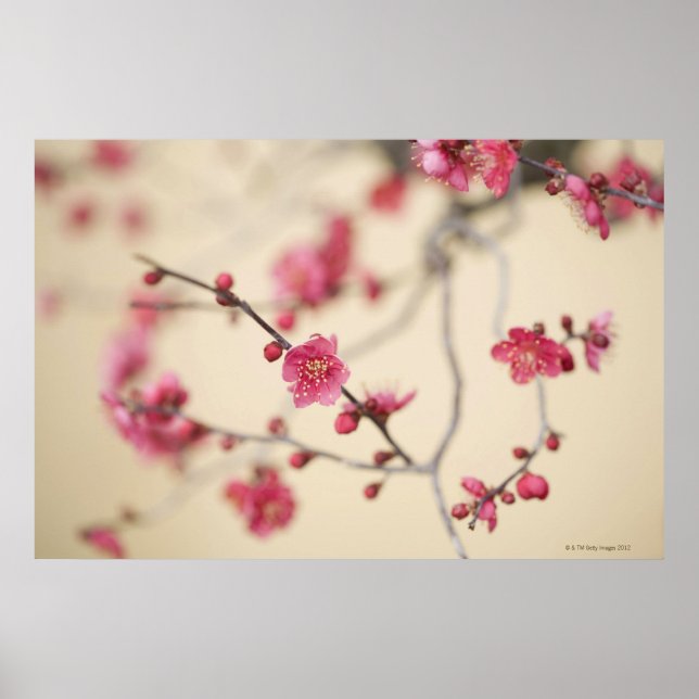 Poster Blossomas de ameixa (Frente)