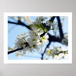 Poster Blossomas de ameixa