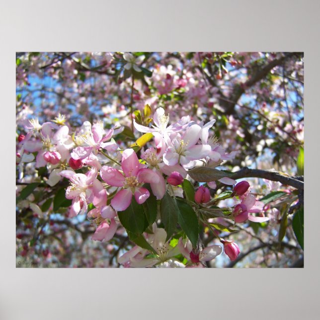Póster Blossomas de Cereja Rosa (Frente)