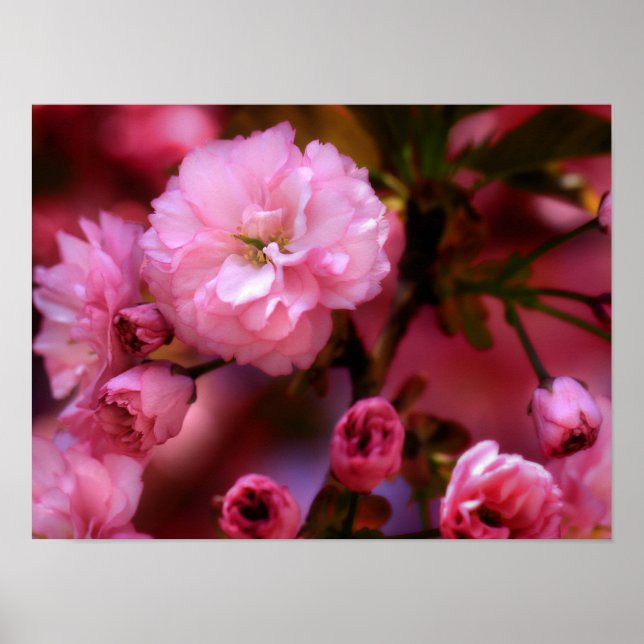 Poster Blossomas de Cereja Rosa-Primavera adoráveis (Frente)