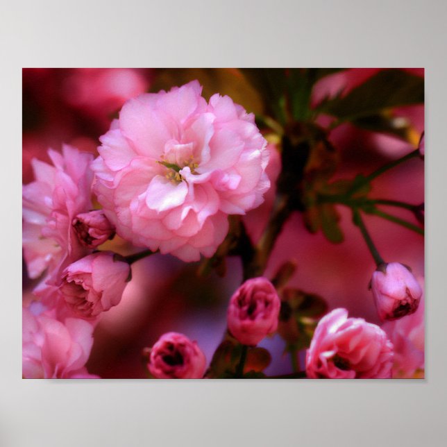 Poster Blossomas de Cereja Rosa-Primavera adoráveis (Frente)