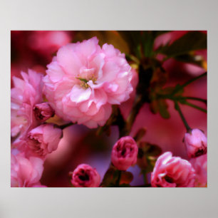 Poster Blossomas de Cereja Rosa-Primavera adoráveis