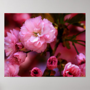 Poster Blossomas de Cereja Rosa-Primavera adoráveis