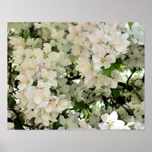 Póster Blossomas De Flor De Primavera Branco