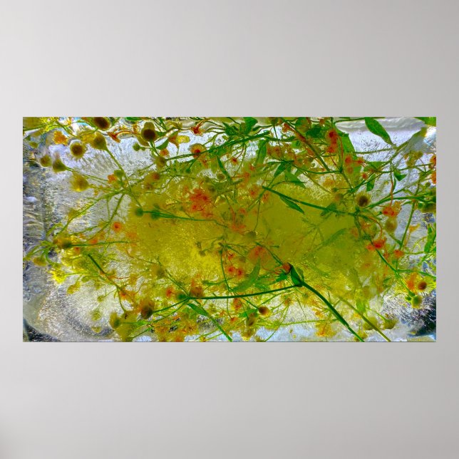 Poster Blossomas Forçados, (Frente)