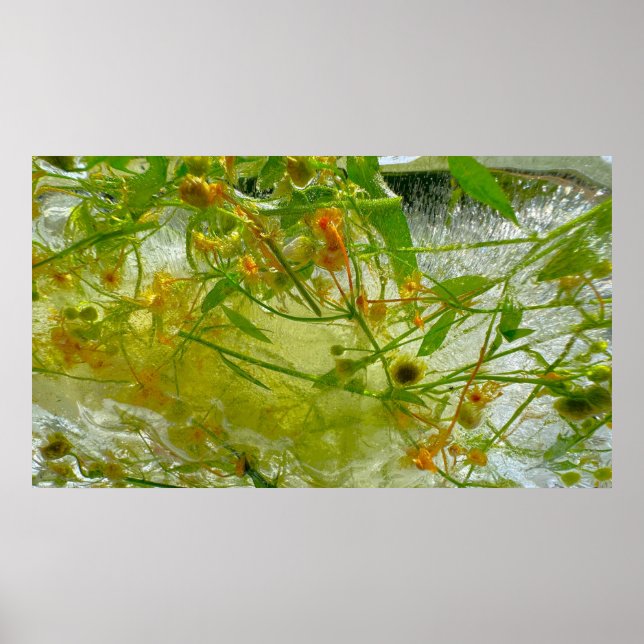 Poster Blossomas Forçados, (Frente)