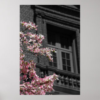 Poster Blossoming Balcony