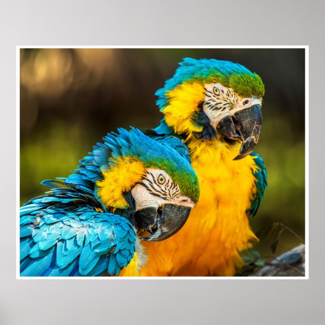 Poster Blue and Gold Macaw Tropical Parrots Print Art (Frente)