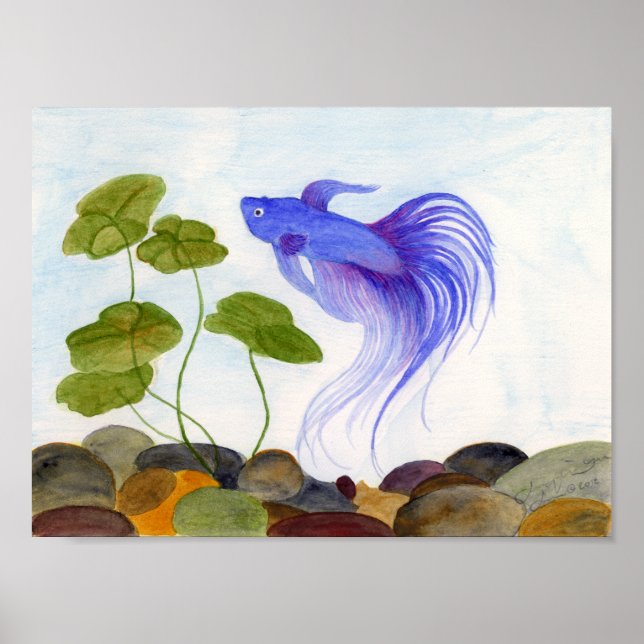 Póster Blue Betta (Frente)