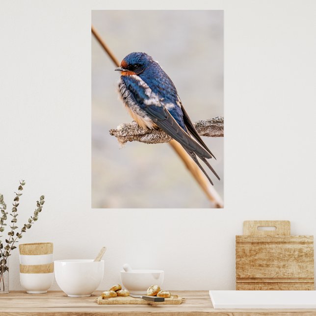 Poster Blue Bird, Barn Swallow, Fotografia canadense (Cozinha)