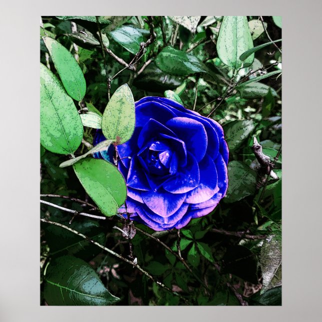Poster Blue Camellia 401 (Frente)
